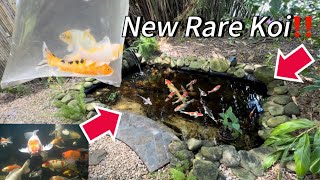 New RARE Koi for Pond [upl. by Cristian672]