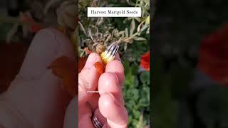 Harvest Marigold seeds sustainability flowers gardens marigolds easy beginner tip Godisgood [upl. by Aramahs]