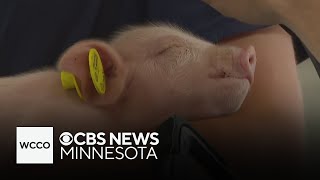 Cuteness overload at the Minnesota State Fairs Miracle of Birth Center [upl. by Frederica94]