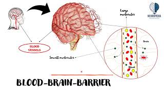 Blood Brain Barrier [upl. by Seraphina]