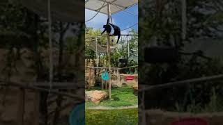 Gibbons are renowned for their complex and powerful vocalizations youtube4animal Gibbons Gibbon [upl. by Pasahow889]