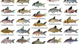 Corydoras ID Compilations part1 Awesome Cory Catfish For Aquarium Corydoras Collection Rare Cory [upl. by Hollis134]