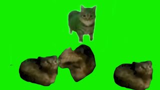 Oiiaoiia Meme Cat Spinning Green Screen Long Version In 4K [upl. by Aldous872]