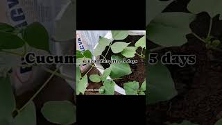 Seed germination process update with plants [upl. by Litton]