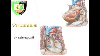 Pericardium [upl. by Aicilra]