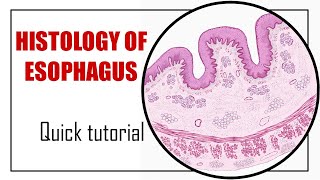 Histology of Esophagus  Fast Animated Histology Tutorial [upl. by Tuneberg576]