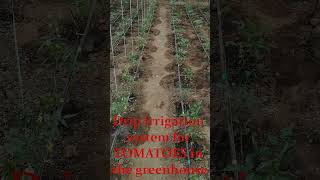 Drip irrigation system for tomatoes in the greenhouse foryou travel shortsvideo [upl. by Asia]