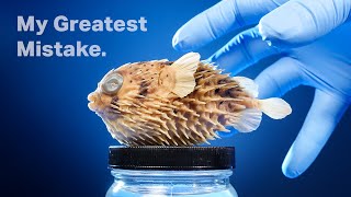 The Truth About My Pufferfish [upl. by Ecargyram564]