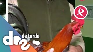 El gallo combatiente español  Dos de Tarde [upl. by Yeltnarb]