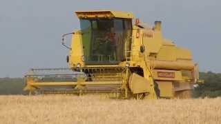 New Holland Clayson 8070  Maaidorsen  Mähdreschen  Grain Harvest  Netherlands [upl. by Cousin]