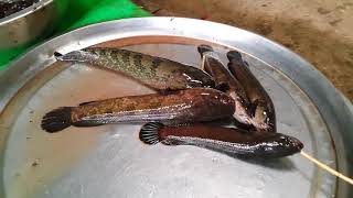 มิตจีนา 10 ปลาแม่น้ำอิรวดี พม่า Irrawaddy River fish [upl. by Ybbor]