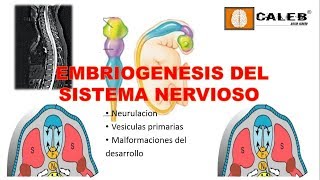 Neuroanatomía  Embriogénesis del Sistema Nervioso Part I [upl. by Nallac793]