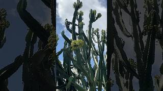 Big cactus Euphorbia ammak Variegated Agaveville with berries on it cactus shorts bigcactus [upl. by Otrebogad838]