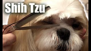 Elegant ShihTzu PET TRIM [upl. by Asin]