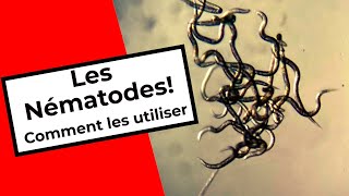 COMMENT UTILISER LES NÉMATODES  HOW TO USE BENEFICIAL NEMATODES [upl. by Emalee432]