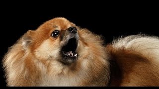 POMERANIAN BARKING  POMERANIAN HOWLING AND BARKING COMPILATION 2016 [upl. by Llevrac]