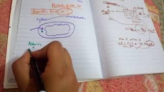 BETA OXIDATION OF FATTY ACIDS part 2transport in mitochondria by carnitine [upl. by Acinimod]