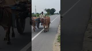 Bullock cart  A 4 Creations bullockcartride [upl. by Eddi802]