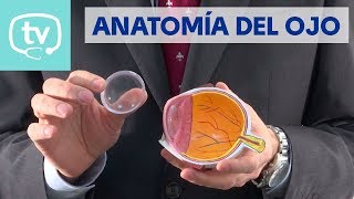 Anatomía del ojo ¡aprende a diferenciar sus partes [upl. by Wilkens920]