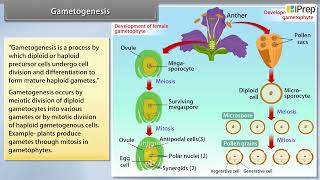 Sporogenesis Gametogenesis Pollination  Morphology of Flowering Plants  Biology  Class 11th [upl. by Allrud]