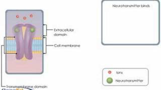 Ion Channel Coupled Receptors [upl. by Rodolph103]