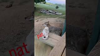 TUFFr CAT🐈🐺 weavethecoyote duckholliday ittybitty howiedewitt coyote dog kitten animals [upl. by Elyad]