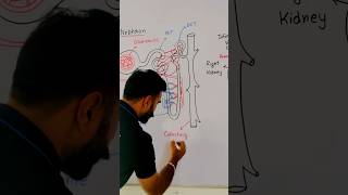 Nephron Diagram  Human excretory system biologydiagrams [upl. by Ahseal537]