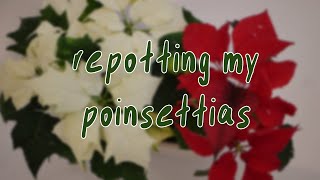 HOUSEPLANT CARE  poinsettia repot euphorbia pulcherrima [upl. by Surtimed829]