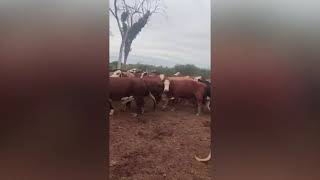 Vacas a faena en Las Lomitas Formosa [upl. by Ledarf]