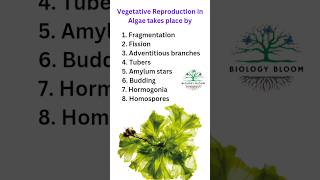 Vegetative Reproduction in Algae  neet algae ytshorts [upl. by Llewej]