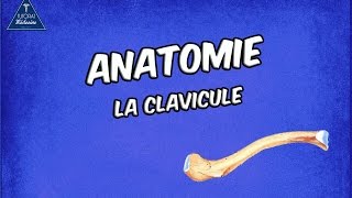 La Clavicule [upl. by Notyard591]