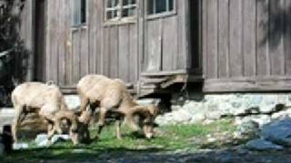 Bighorn Sheep at The Buckhorn Lodge Mt baldy CA [upl. by Nahc774]