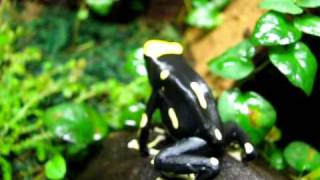 Dart frog Breeder Tank Close Ups [upl. by Laughton]