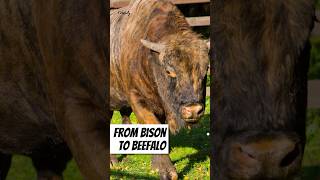 From Bison to Beefalo 🐂 beefalo animalfacts shortsvideo [upl. by Roee]