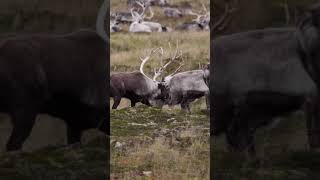 Hunting for MASSIVE reindeer in the Aleutian Islands hunting caribou reindeer alaska [upl. by Eeliram86]