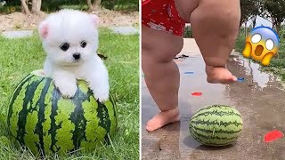 Cute Pomeranian Puppies Doing Funny Things  Cute and Funny Dogs  Mini Pom [upl. by Aikim]