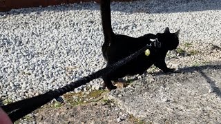 Grim the Bombay cat loves to go on walks on leash and harness 6 minute onwards [upl. by Yrogiarc]