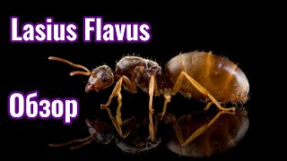 Муравьиная ферма Lasius Flavus  Bonus Camponotus Aethiops [upl. by Imeon]