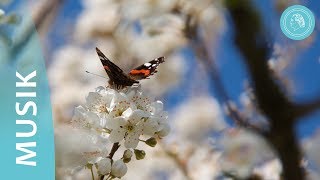 Die vier Elemente der Natur – Musik und Naturfotos von Bruno Gröning Freunden [upl. by Alimat]