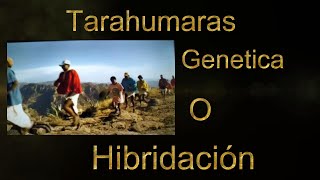 Tarahumaras Genética o Hibridación [upl. by Shel755]