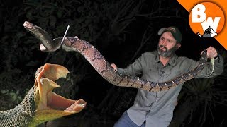 Fangs of the Largest Pit Viper Snake [upl. by Eaton]