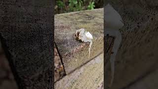 Crab Spider attacked by pseudoscorpion1 [upl. by Naihtsirc551]