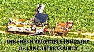 Lancaster Countys FRESH PRODUCE MarketFrom the Field to the Buyer In MERE HOURS [upl. by Anivid890]