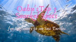 Oahus TOP 3 Snorkel Spots for Beginners to see Sea TurtlesHonu [upl. by Celestia]