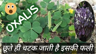 Oxalis Corniculata  Changeri ke fayde  Indian Sorrel  त्रिपत्रिका  खट्टी मीठी  Oxalis Plant [upl. by Wain937]