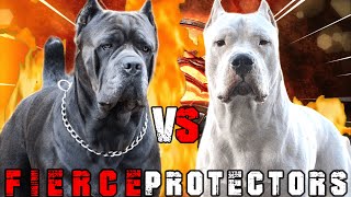 Cane Corso vs Dogo Argentino  Dogo Argentino vs Cane Corso  Powerful Guard Dog  Billa Boyka [upl. by Caneghem915]