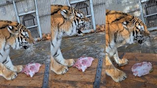 quotAngry Tiger 🐯 at Feeding Timequot [upl. by Eire]