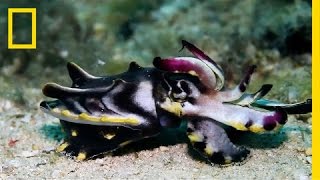 Deadly Flamboyant Cuttlefish Puts on Flashy Display  Short Film Showcase [upl. by Gladstone346]