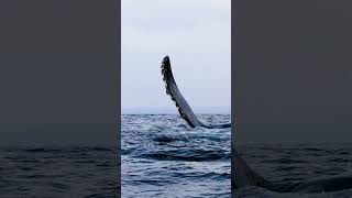 Humpback Pectoral Fin Slapping for whale watchers [upl. by Ruvolo108]