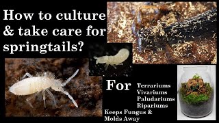 How to make a springtail culture with care in 3 minutes [upl. by Oigile]